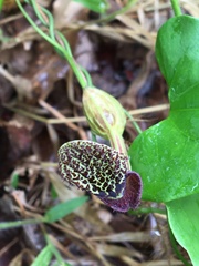 Aristolochia