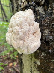 Hericium americanum