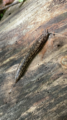 Philomycus flexuolaris