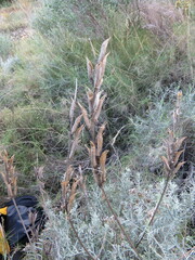 Astragalus hispanicus