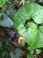 Aristolochia