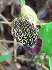 Aristolochia