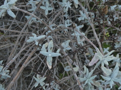 Salvia leucophylla