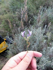 Astragalus hispanicus