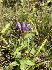 Gentiana rubricaulis