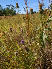 Cirsium discolor
