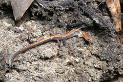 Plethodon cinereus