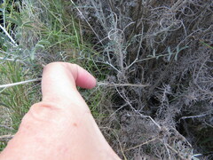 Astragalus hispanicus