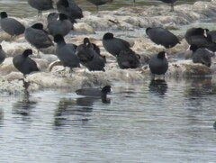 Fulica cristata