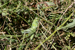 Campylacantha olivacea