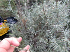 Astragalus hispanicus