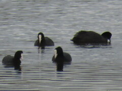 Fulica cristata