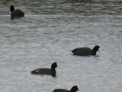 Fulica cristata