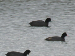Fulica cristata