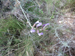 Astragalus hispanicus