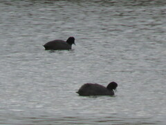 Fulica cristata