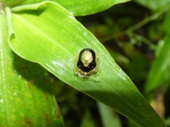 Microctenochira vivida