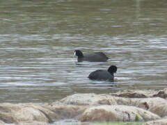 Fulica cristata