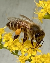 Apis mellifera
