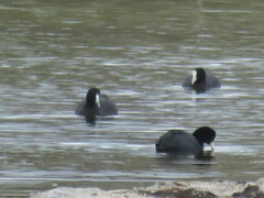 Fulica cristata
