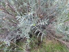 Astragalus hispanicus