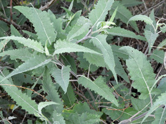 Ambrosia ambrosioides