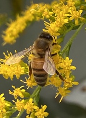 Apis mellifera