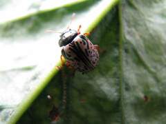 Calligrapha multipunctata