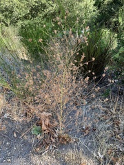 Cordylanthus rigidus rigidus