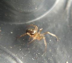 Steatoda bipunctata
