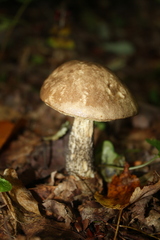 Leccinum
