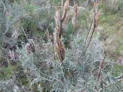 Astragalus hispanicus