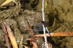 Erythrodiplax basifusca