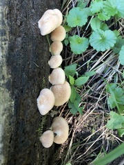 Crepidotus crocophyllus