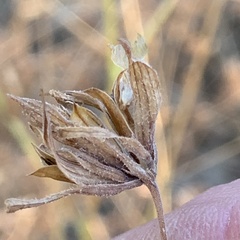 Cordylanthus rigidus rigidus