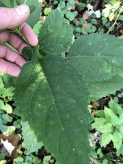 Scrophularia marilandica