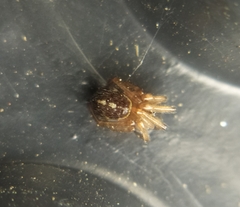 Steatoda bipunctata