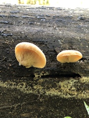 Crepidotus crocophyllus