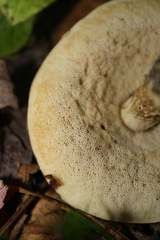 Leccinum