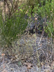 Cordylanthus rigidus rigidus