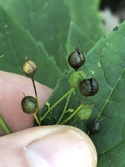 Scrophularia marilandica