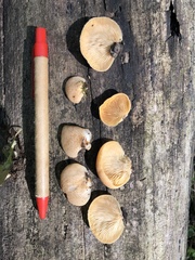 Crepidotus crocophyllus