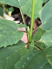 Scrophularia marilandica