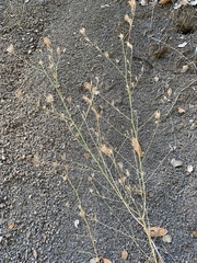 Cordylanthus rigidus rigidus