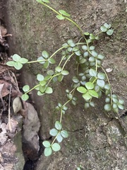 Peperomia tetraphylla