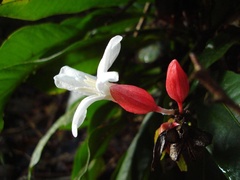 Erythrochiton brasiliensis