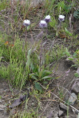 Erigeron eriocalyx