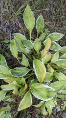 Hosta sieboldii