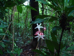 Erythrochiton brasiliensis