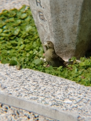 Spinus barbatus